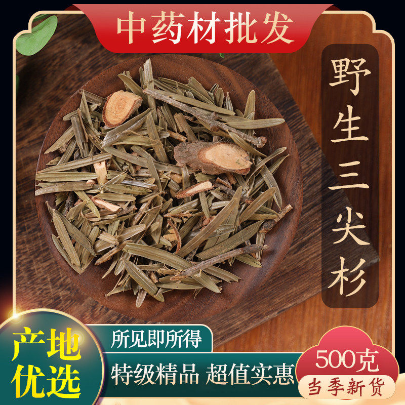 中药材精选野生岩杉 新货三尖杉 狗尾松叶 藏杉 三尖松500g克