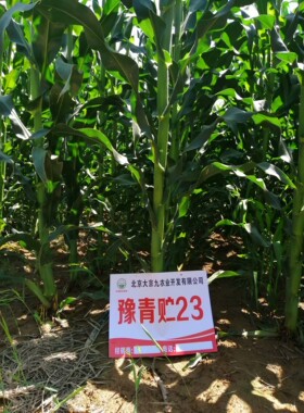 正品大京九豫青贮玉米种子