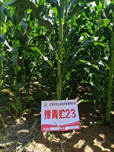 正品青储玉米种子大京九豫青贮23饲草饲料青贮棒子种籽青梗原装