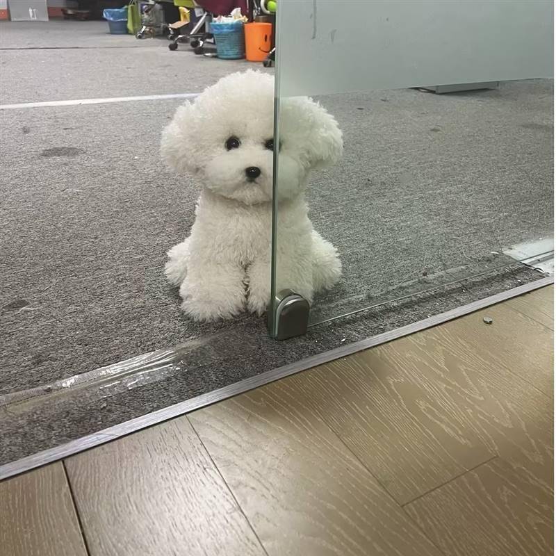 仿真可爱毛绒玩具狗狗小比熊毛绒仿真狗狗送男女朋友生日礼物