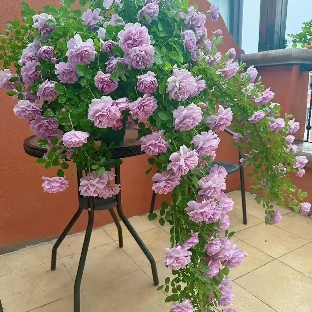 蓝色阴雨中苗藤本月季花苗盆栽阳