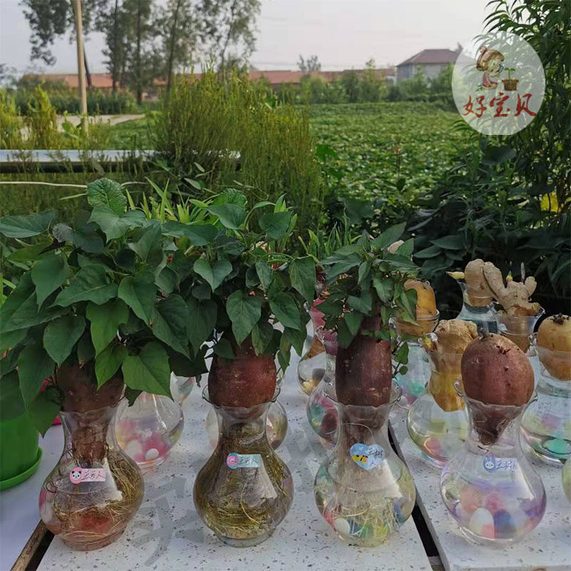 好宝贝水培土培发芽红薯幼儿园儿童观察日记植物小盆栽套餐包邮