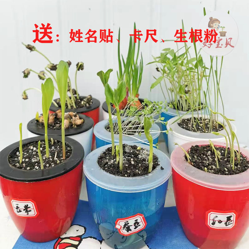 懒人盆种植蔬菜幼儿园小盆栽盆景植物角土豆洋葱萝卜红薯观察日记