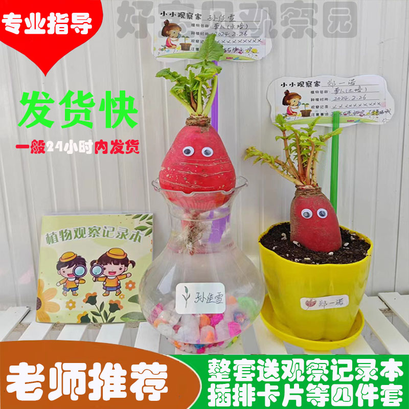 好宝贝水培土培发芽萝卜幼儿园儿童观察日记植物小盆栽套餐包邮
