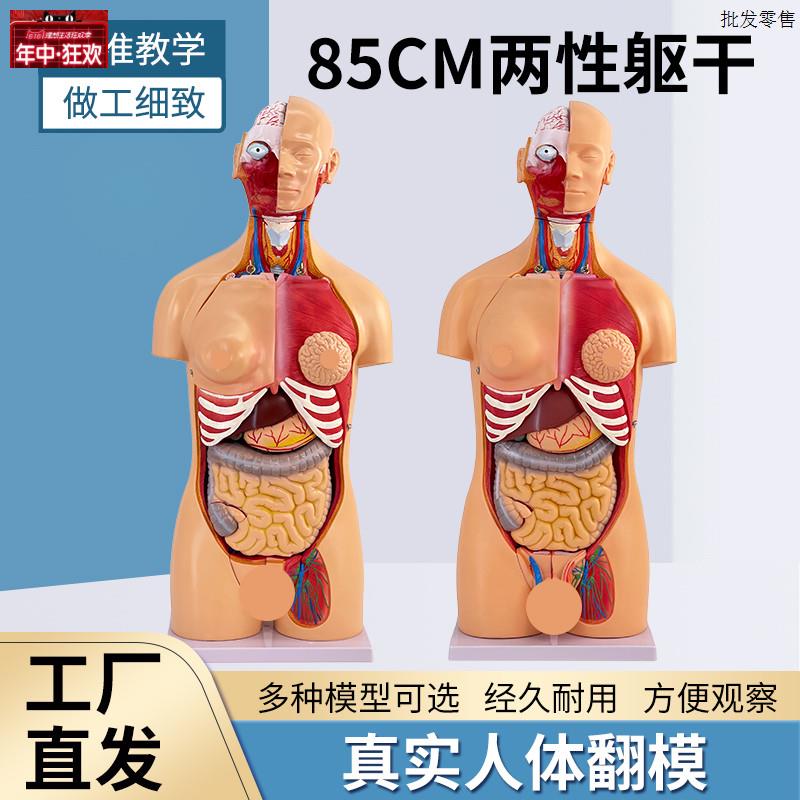 85CM人体解剖模型两性生殖z系统医学内脏教学模型蓝蝶品牌静态模