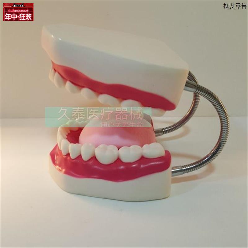 口腔保健护理牙齿模n型幼儿园教具牙科礼品模型牙齿牙科演示构造