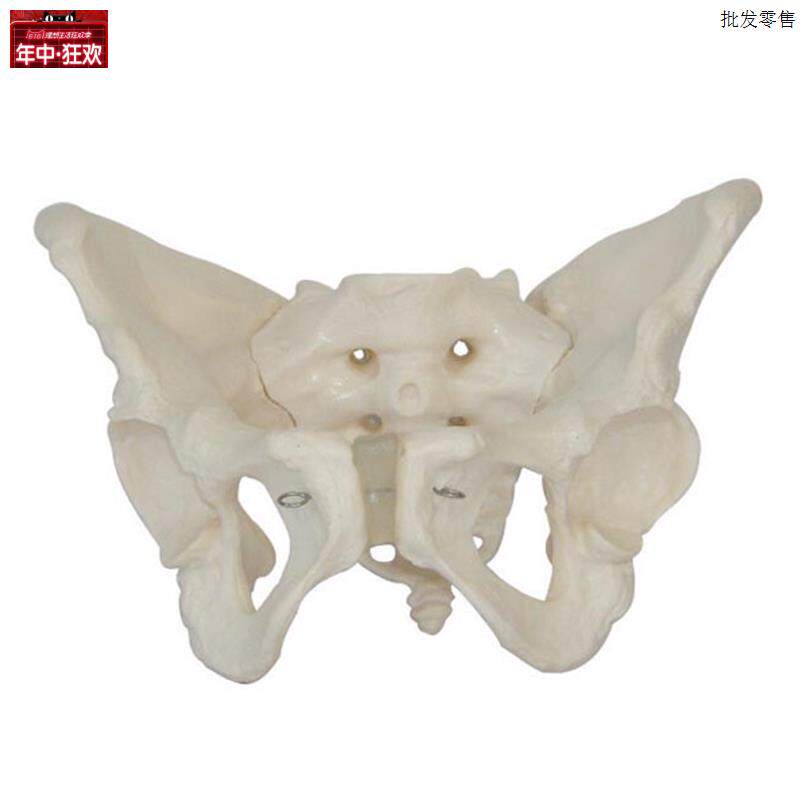 【厂家直销】女X性骨盆模型,骨骼模型,妇科模型,盆骨模型人体模型