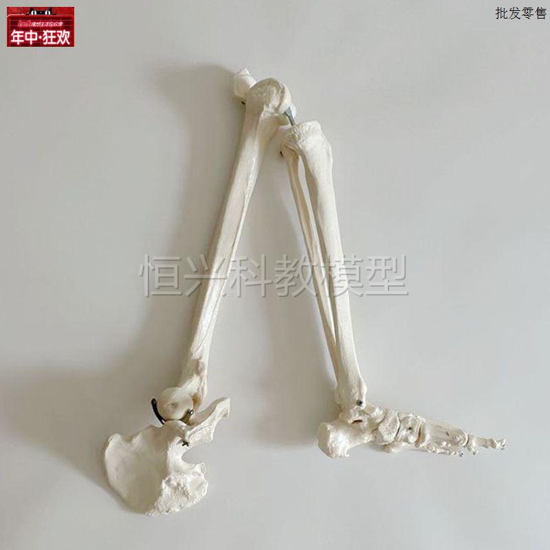 1比1仿真下肢骨模型髋关节四肢活动塑M胶骨头膝关节医用骨科腿骨