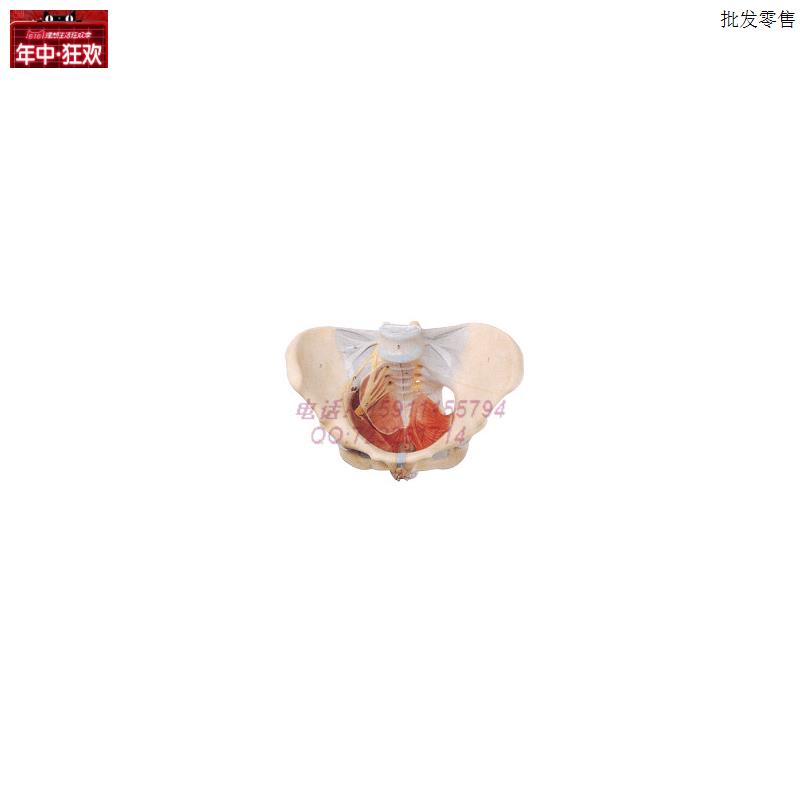 17106女性骨盆附盆底肌和神经X模型盆骨生殖器人体骨骼模型实拍