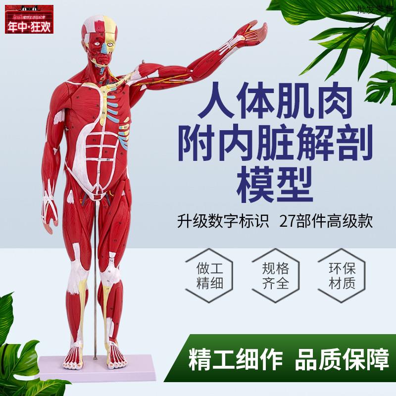 80CM人体全身肌肉模型内脏器官解剖结构d组织拆卸运动肌肉医学教