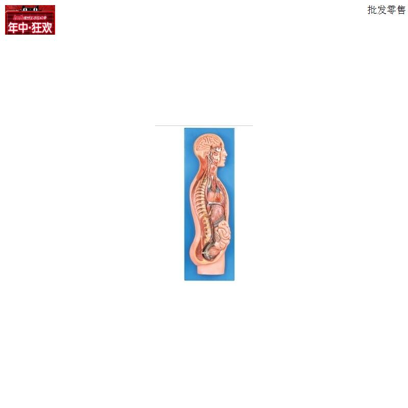 交感神经系统E解剖模型GD/A18110