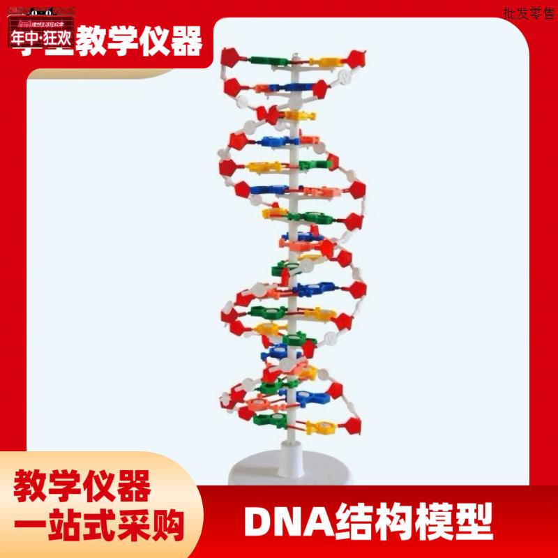 DNA教学结构模型双螺旋高中碱基对遗e传基因生物教学仪器模型