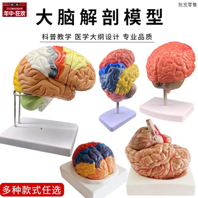 脑模型脑功能区域色分模型人体大脑解剖模S型人脑动脉构造脑神经