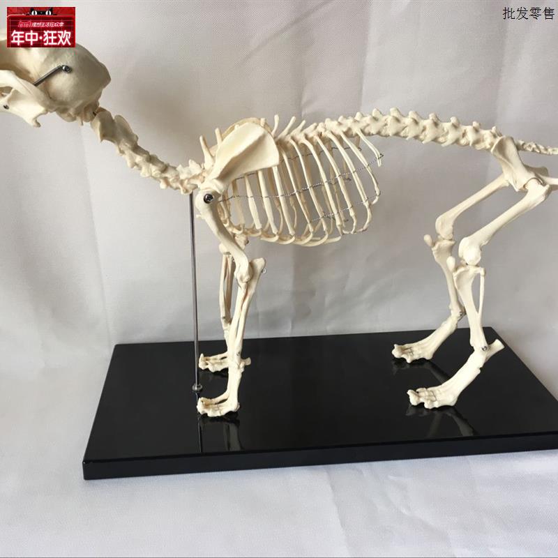 狗骨架犬骨架犬骨骼动物骨P骼兽医教学教具宠物教学模型热卖