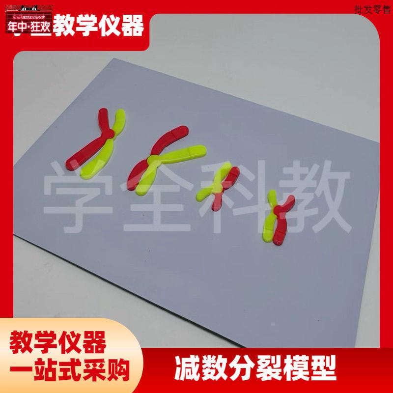减数分裂中染色体变x化模型组件磁吸式磁贴高中生物实验器材教学