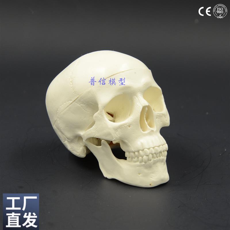 迷你小头颅模型骷髅头颅骨解剖美术医用写生小头骨装饰美术教学用