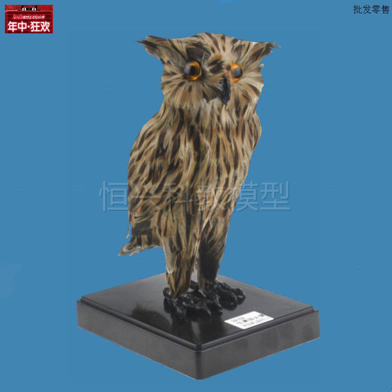 猫头鹰模型仿真标本中等学Y校教学装备实验器材鸟类动物生物课教