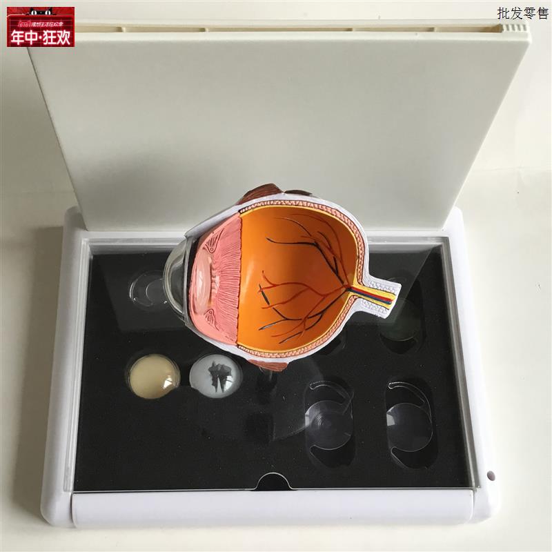 眼睛模型晶片虹膜器官解剖白内障光学教仪医用医a学教学教具