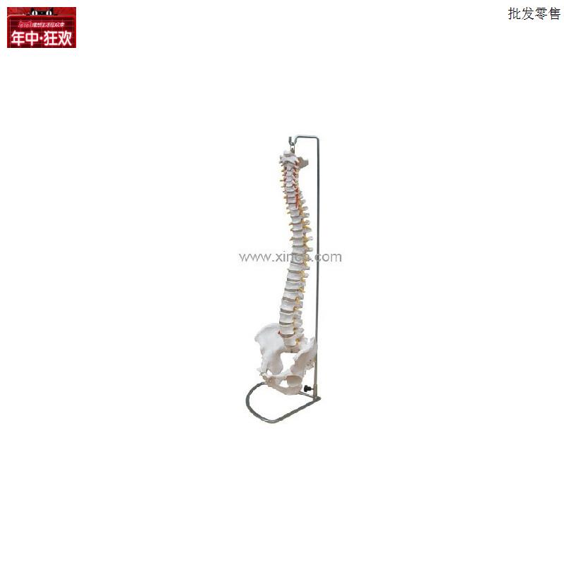 自然大脊椎带盆骨模型腰椎模型人体骨j骼模型医学教学培训专用