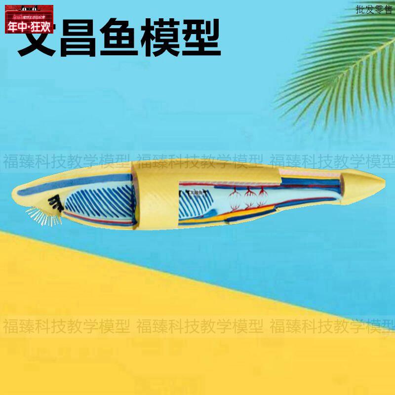 文昌鱼鱼类标本中学生物教育仪a器鱼类解剖动物水产科普展示内脏