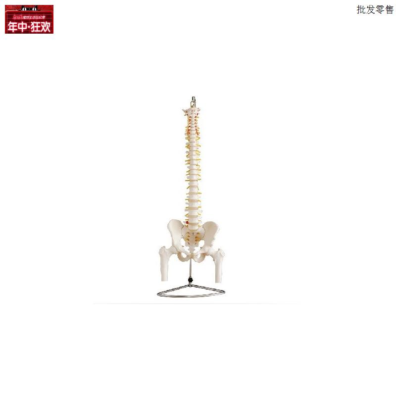 自然大脊椎附骨盆半腿骨模型人体骨J骼解剖模型医学教学培训
