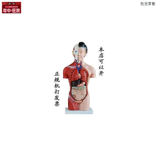 42CM女性躯干模型13件R人体医学解剖模型内脏模型特价促销