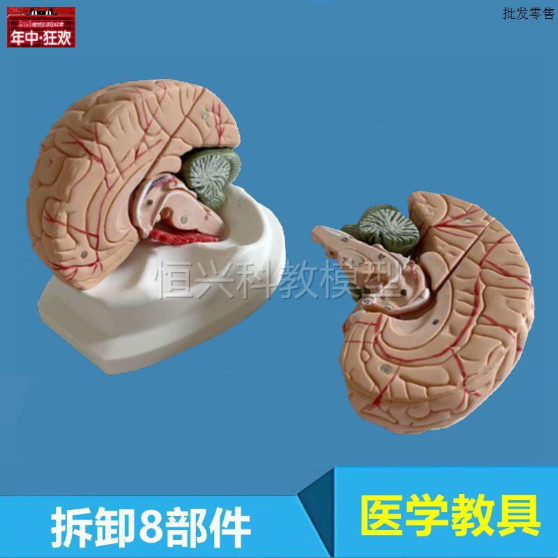 人脑模型n可拆卸脑干小脑胼胝体垂体脑室结构中脑延髓神经大脑解