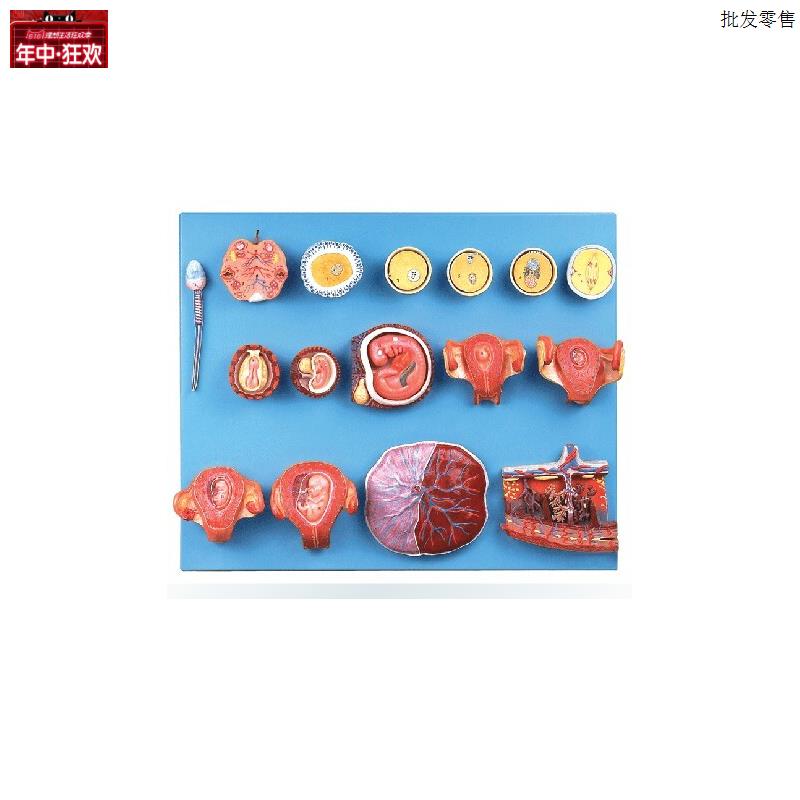 受精与早期胚胎发育m过程模型A42002