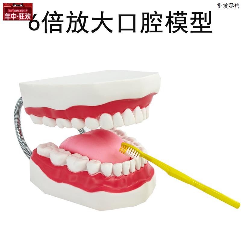 6倍牙齿模型口腔保健护理模型科学探索示教牙齿教s具牙齿保健护理