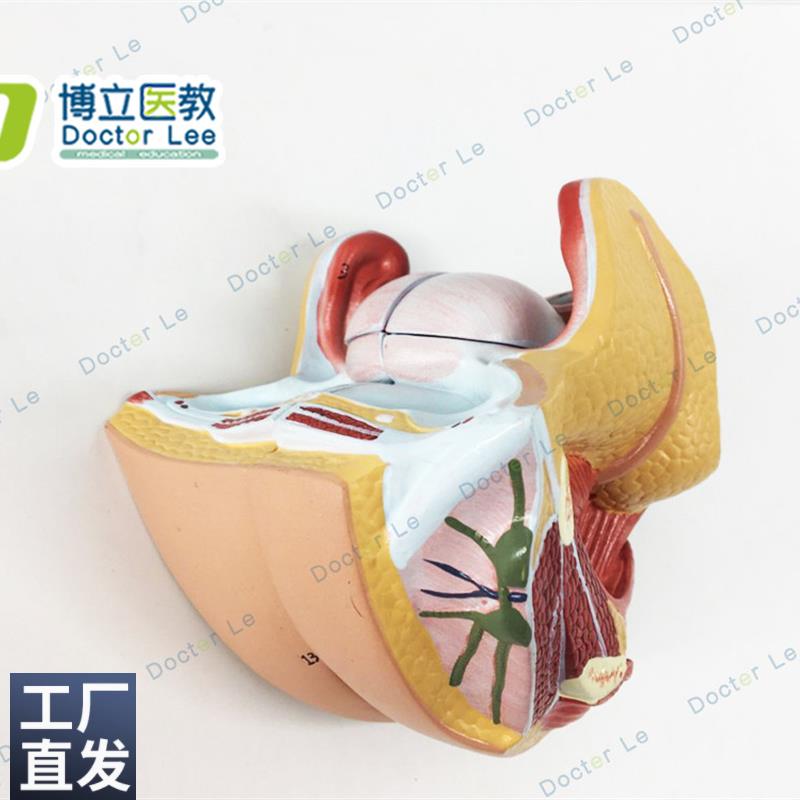 女性生殖器解剖 女性内外生殖器层次解剖模型 女性阴道子宫解剖