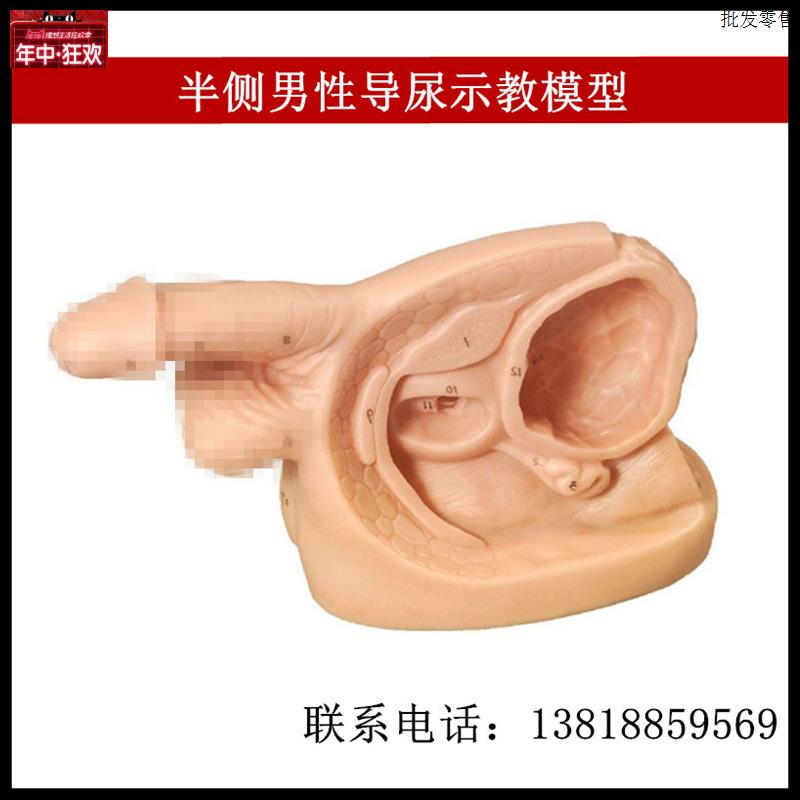 半侧男性导尿示教模型