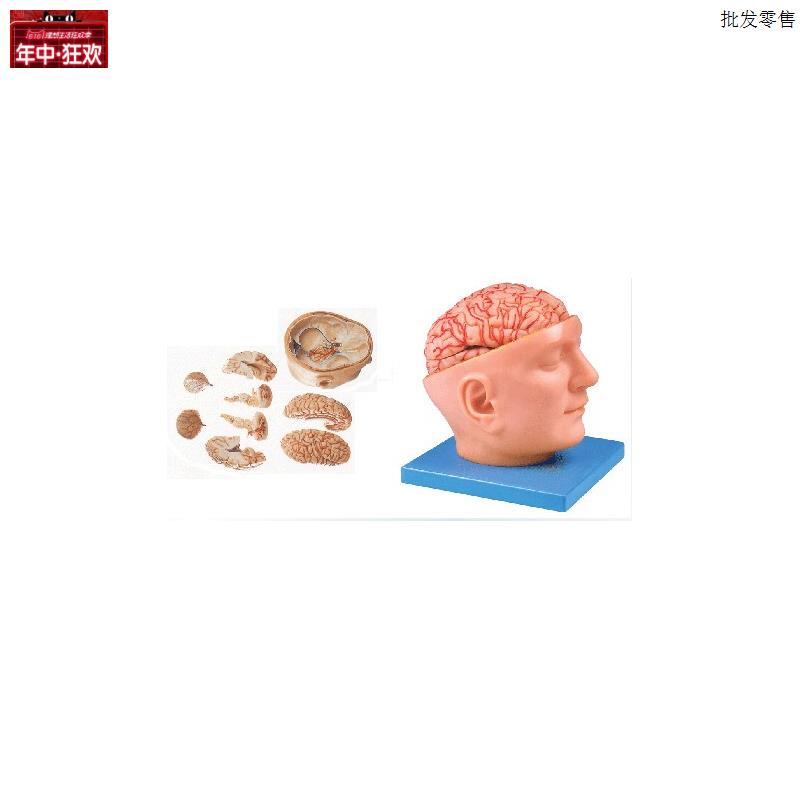 头部附脑和动脉模型GD/A1p8219人体脑部解剖模型教学培训专用头部