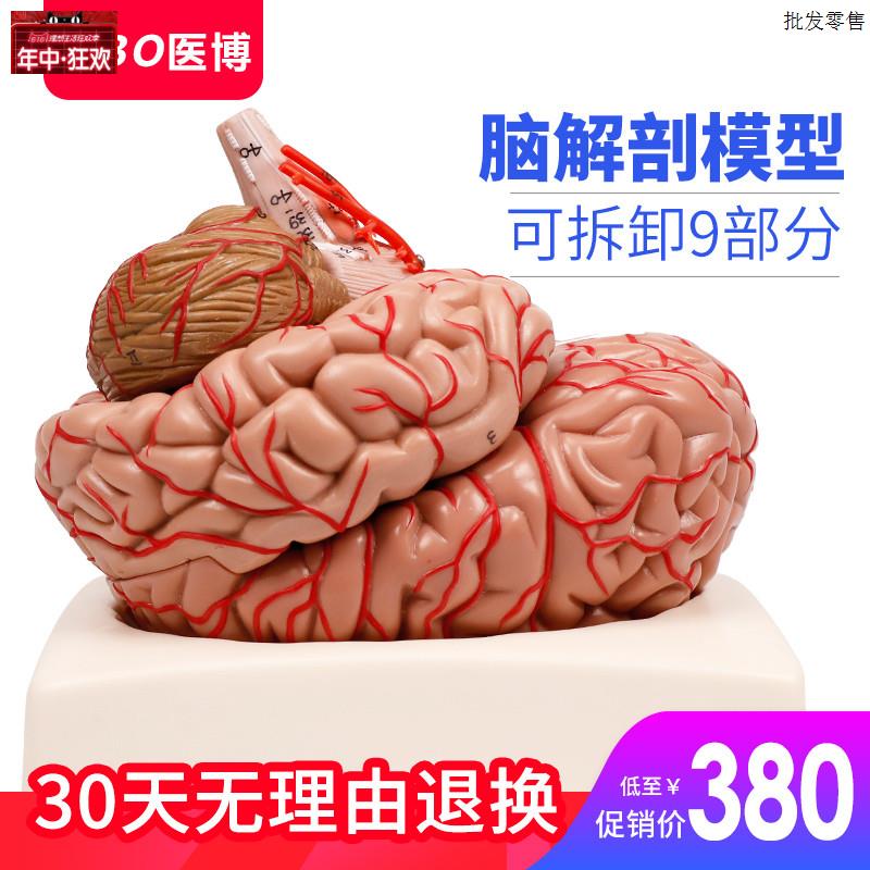 人体大脑模型医用脑结构模型脑动脉脑血管模k型人体大脑解刨模型