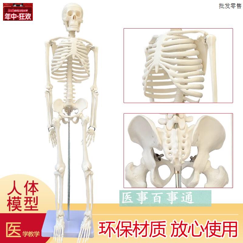 可摆姿势人骨标本人体骨骼模型U85CM人骨架模型骷髅骨人体素描