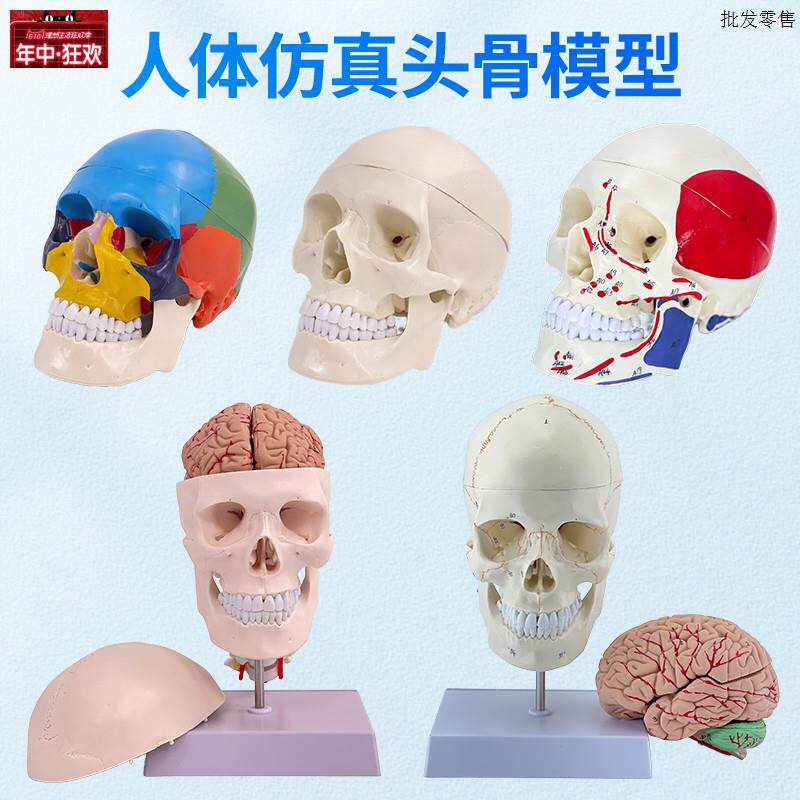 一比一医学仿真骷髅人头骨模型头颅骨解剖标t本数字编码标识