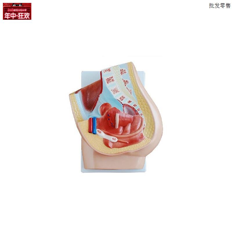 女性矢状解剖T(2件)人体生殖系统解剖模型医学教学特价促销