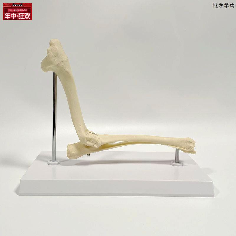 狗骨骼前肢肘关节肱骨尺桡骨肩胛骨前肢犬O科动物塑胶骨头模具兽