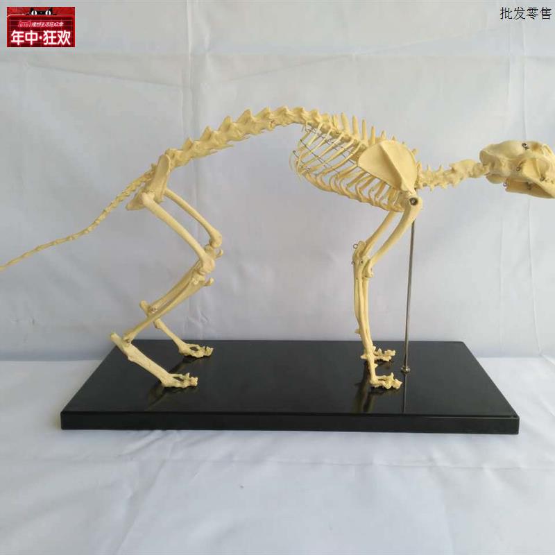 猫骨架动y物骨骼动物骨架动物犬科模型宠物兽医教学教具