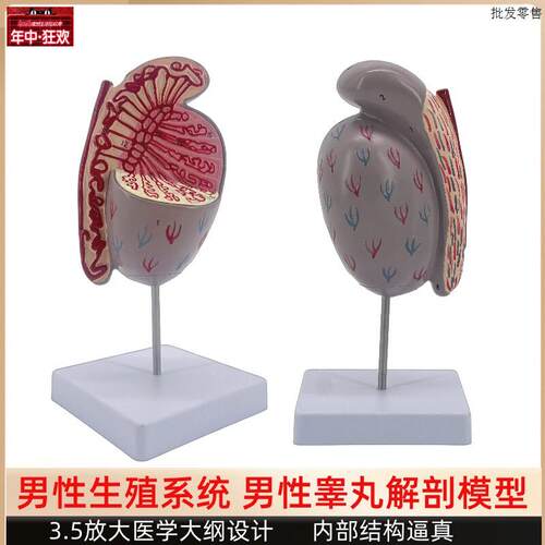 男性睾丸解剖模型睾丸结构模型生殖泌尿模型男w性生殖器解剖模型