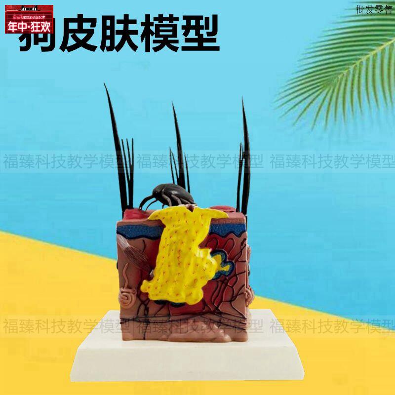 狗皮肤模型毛发跳蚤虫子叮咬病理动O物皮肤兽医犬皮肤解剖内脏心