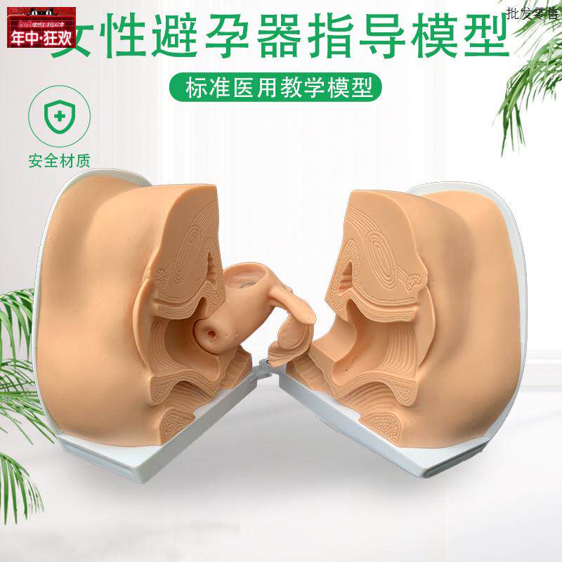 女性避孕器b指导模型避孕模型女性内外生殖模型妇产科教学模型
