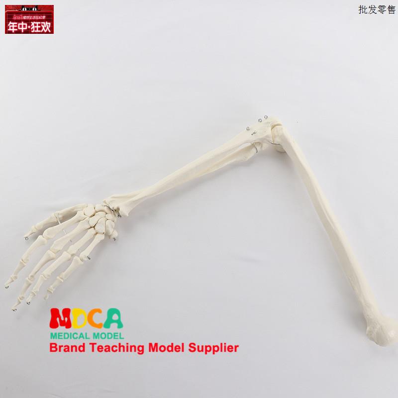 手骨模型手f掌模型带尺桡骨和肱骨人体骨骼模型医学教学MSG005