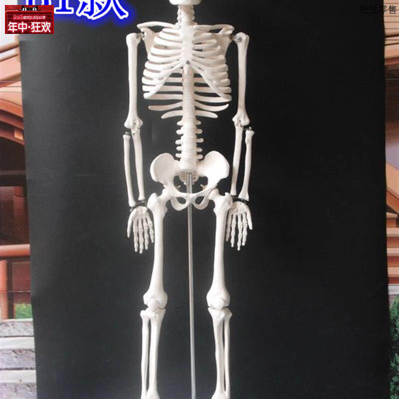 85CM医用人体骨骼模型人体骨架模型人体l脊柱模型脊椎模型医用