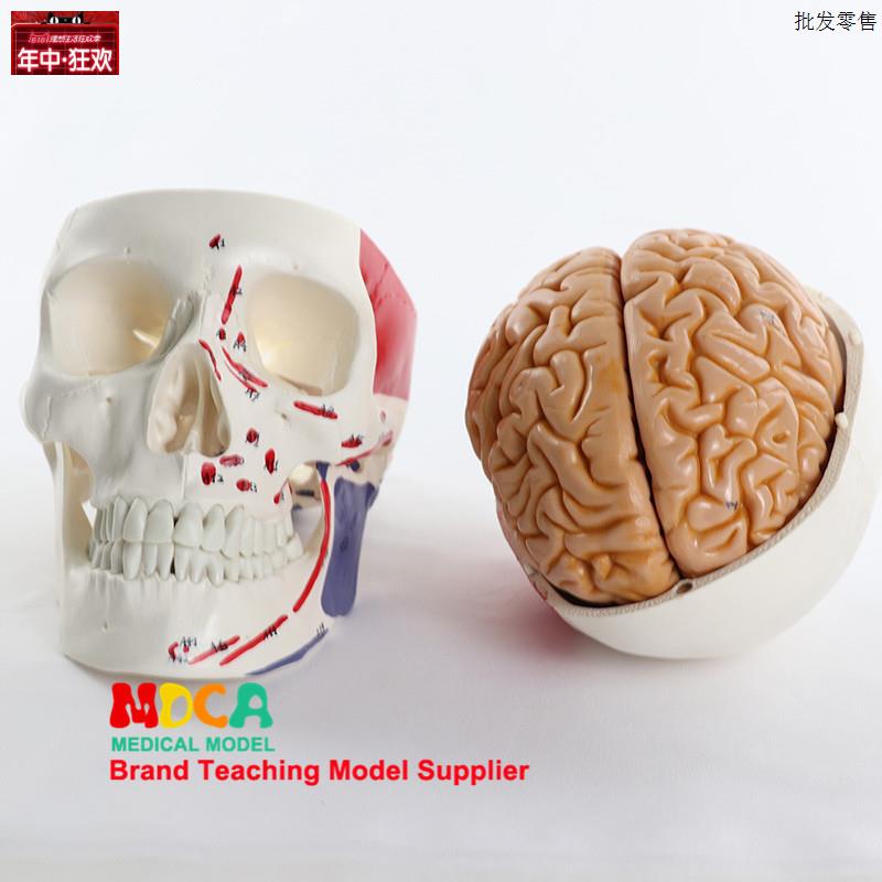 医学人体肌肉起止点头骨附大脑模型1:1颅脑解剖c神经科用具MTG011