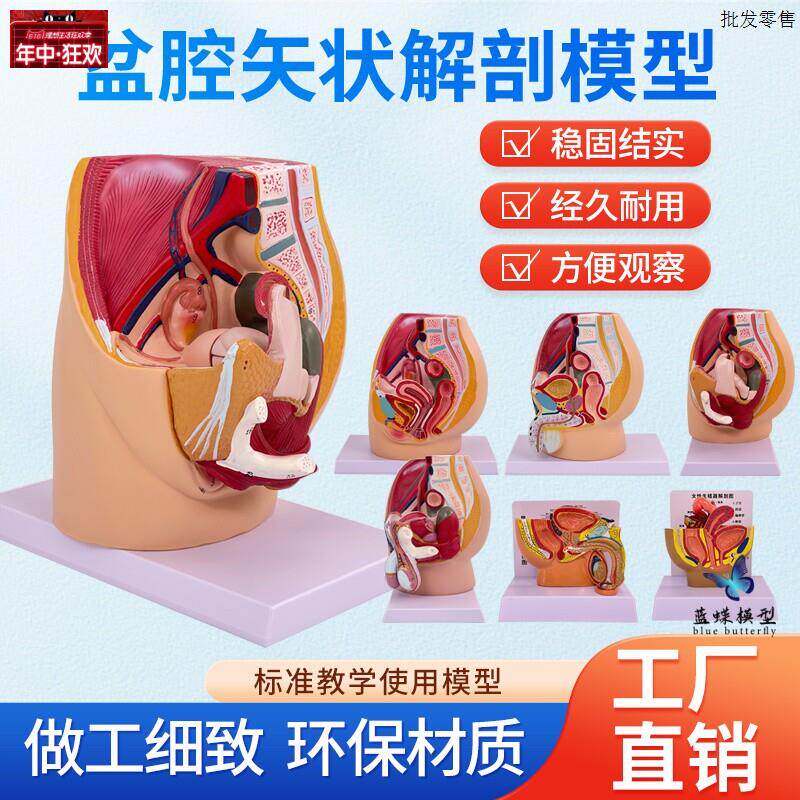 盆腔模型女性矢状解剖模型生i殖系统骨盆切面器官系统教学模型医