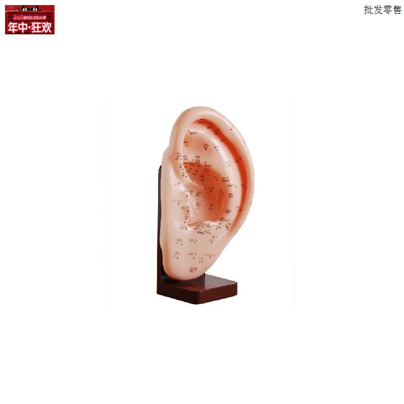 耳针灸模E型22CM耳部穴位模型