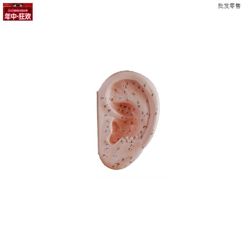 耳针灸模型40DCM耳部穴位模型