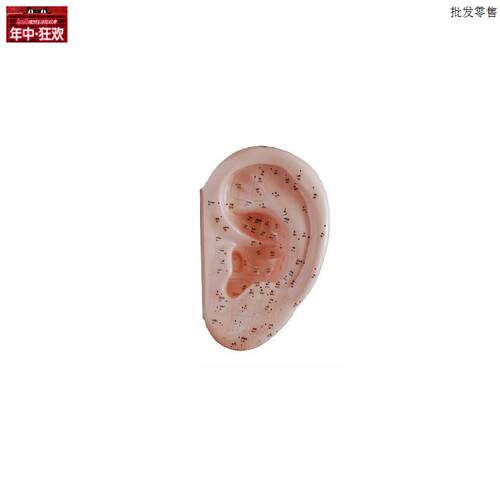 耳针灸模型40DCM耳部穴位模型
