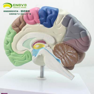ENOVO正品人体大t脑分区端脑模型脑室脑半球脑解剖模