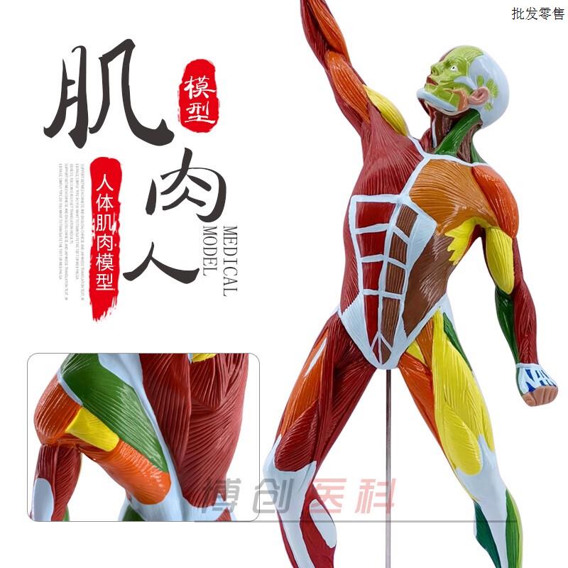 医学教学人体全身F肌肉模型医院用肌肉解剖健身系统素描运动仿